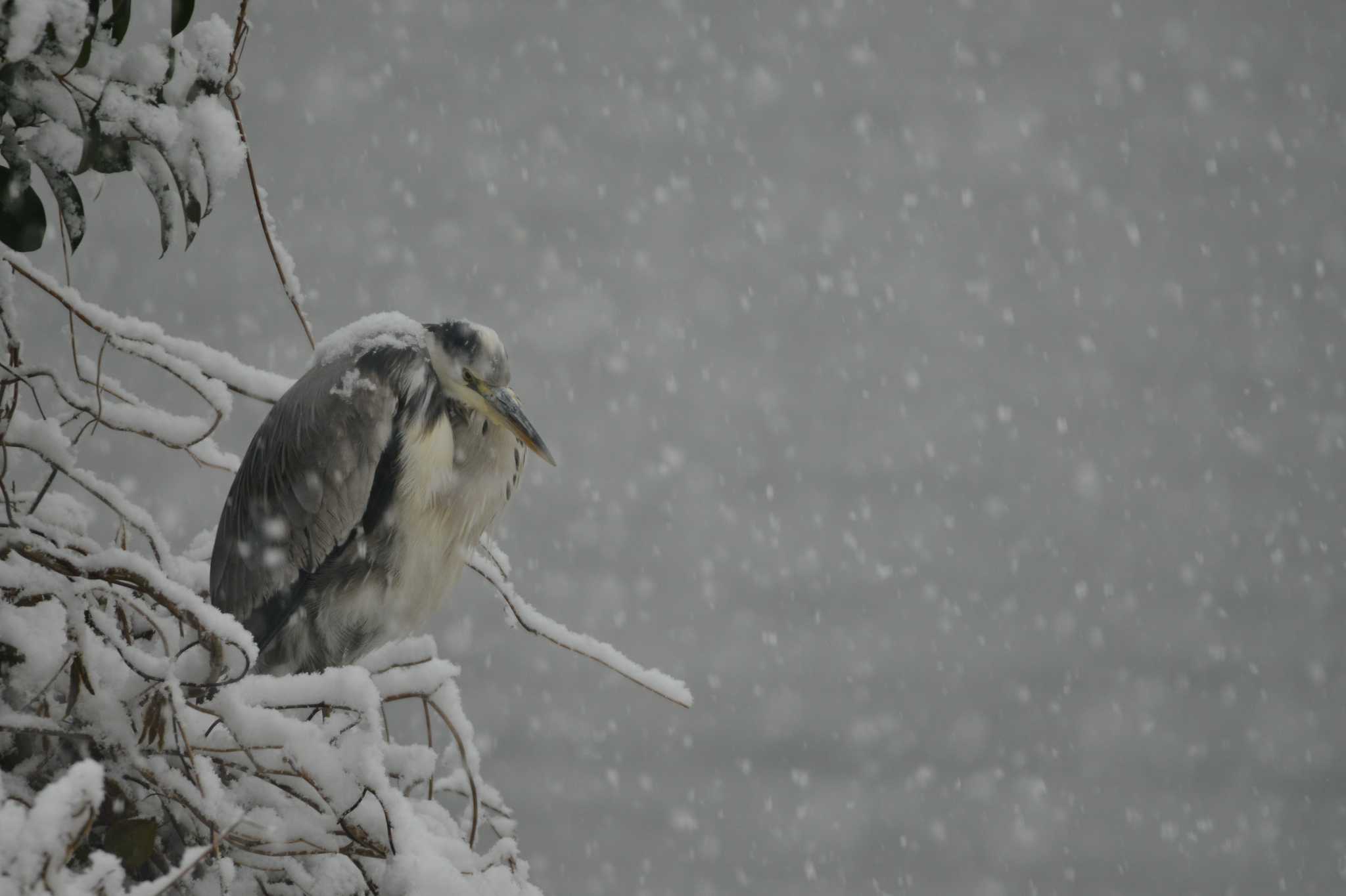 Photo of Grey Heron at 東京都隅田川 by Johnny cool