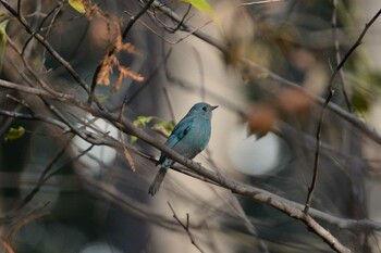 ロクショウヒタキ 東京都 2021年12月16日(木)