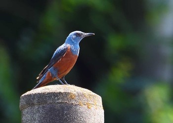 Blue Rock Thrush 自宅周辺 Sat, 6/17/2017