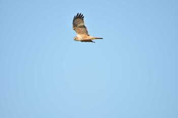 Eastern Marsh Harrier 千葉県印西市 Mon, 12/13/2021