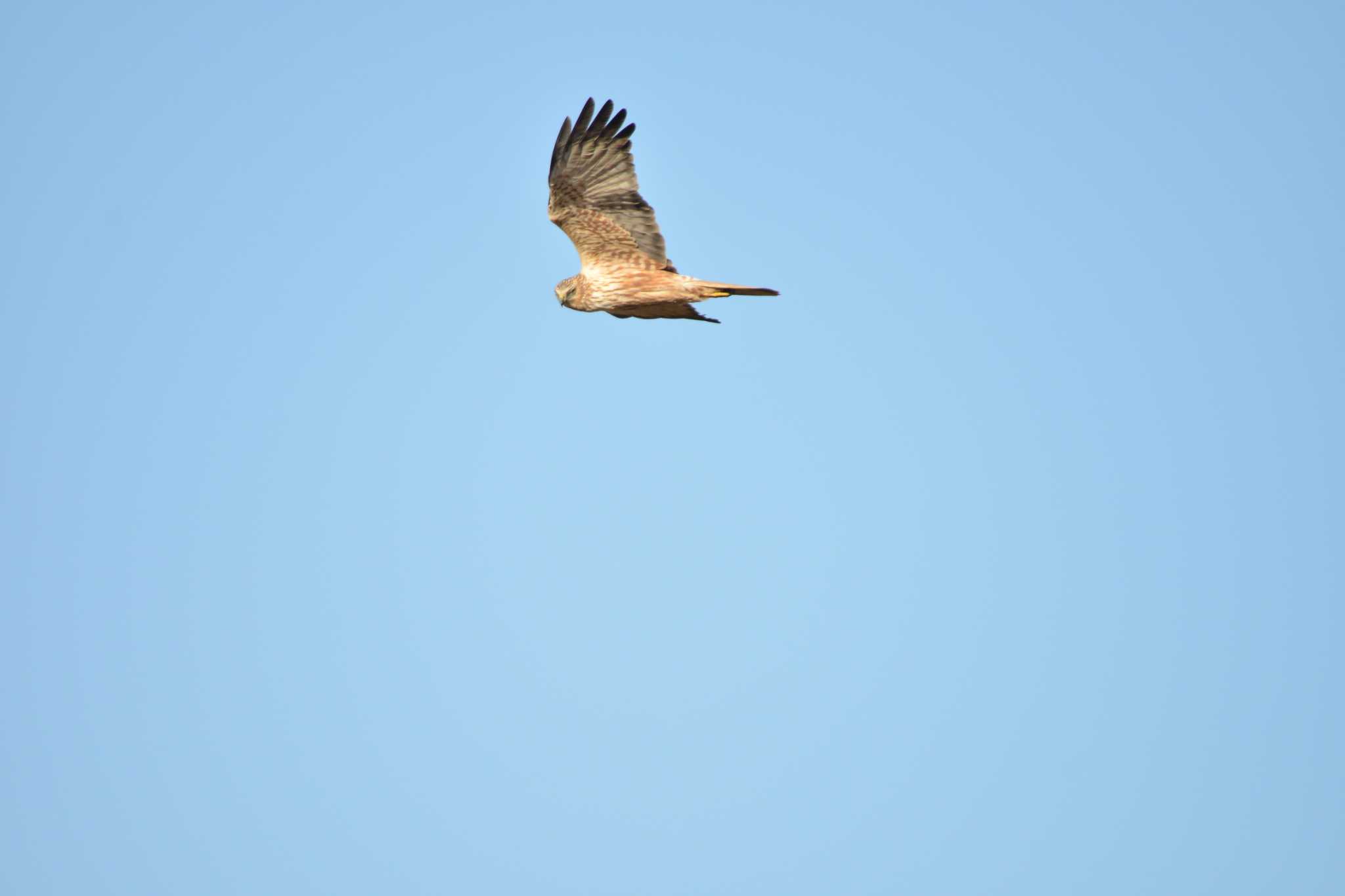 Photo of Eastern Marsh Harrier at 千葉県印西市 by Johnny cool