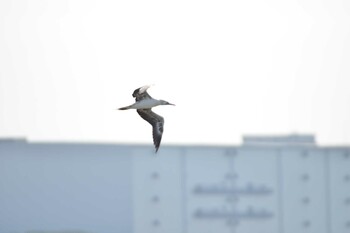 Red-footed Booby 千葉県船橋市 Thu, 11/4/2021