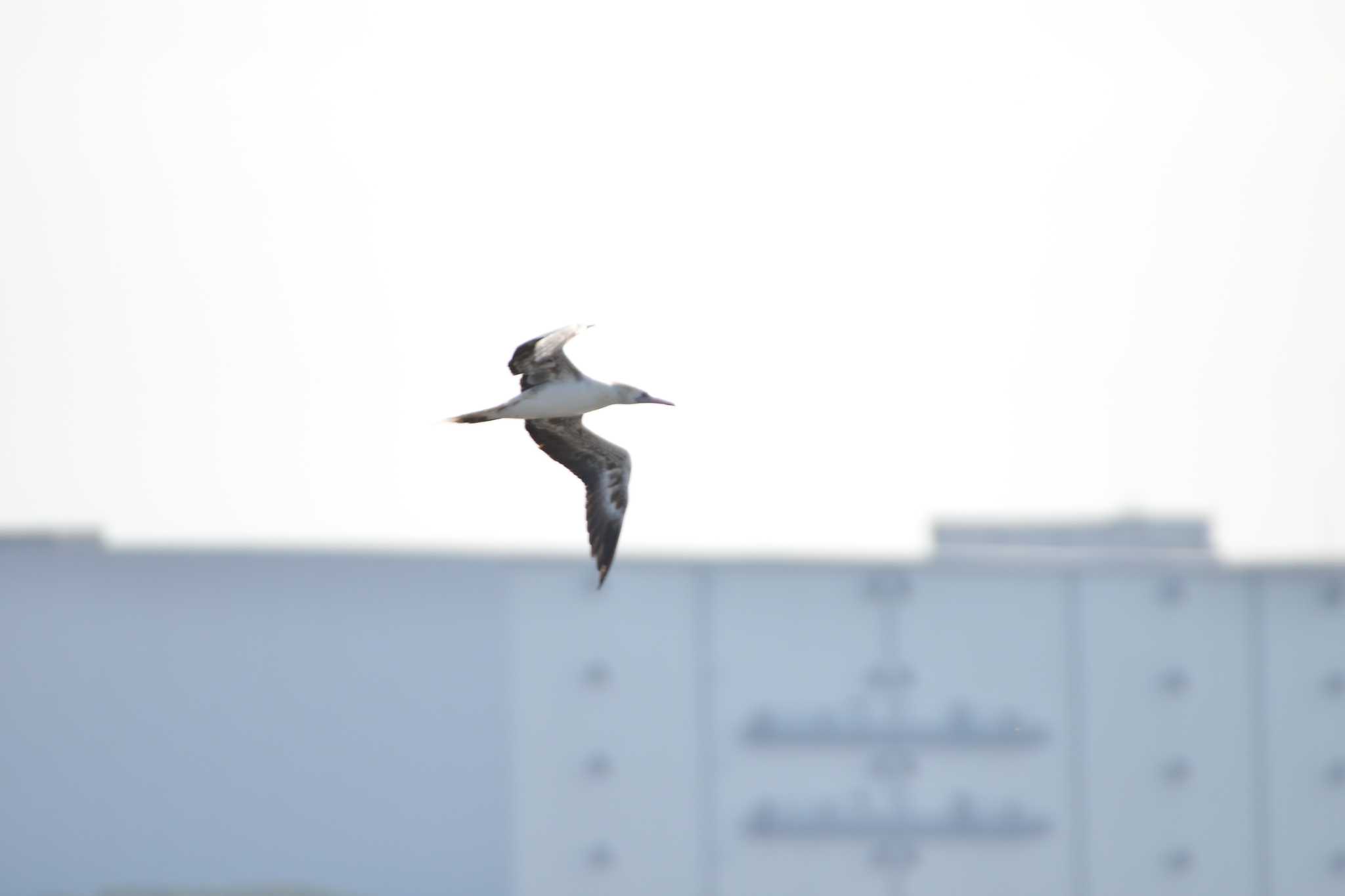 Photo of Red-footed Booby at 千葉県船橋市 by Johnny cool