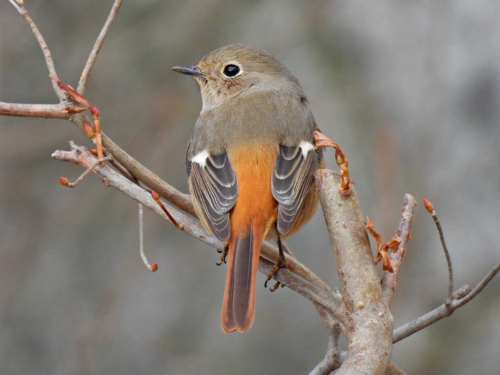 日本ラインうぬまの森 ジョウビタキの写真 by 寅次郎