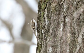 2022年1月9日(日) ウトナイ湖の野鳥観察記録