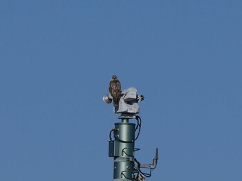 Eastern Buzzard Shin-yokohama Park Sun, 1/9/2022