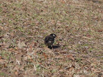 White-cheeked Starling Shin-yokohama Park Sun, 1/9/2022