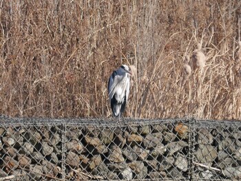 Grey Heron Shin-yokohama Park Sun, 1/9/2022