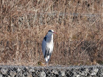 Grey Heron Shin-yokohama Park Sun, 1/9/2022