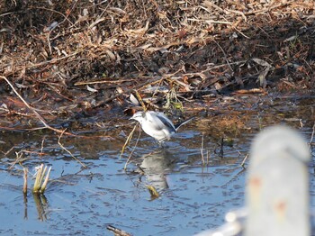 White Wagtail Shin-yokohama Park Sun, 1/9/2022