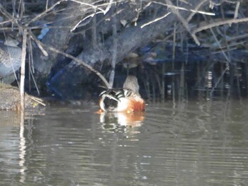 Northern Shoveler Shin-yokohama Park Sun, 1/9/2022