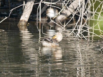 Mallard Shin-yokohama Park Sun, 1/9/2022