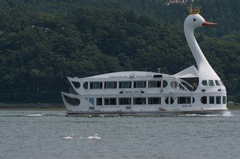 Mute Swan Unknown Spots Sun, 7/16/2017