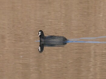 Eurasian Coot Shin-yokohama Park Sun, 1/9/2022