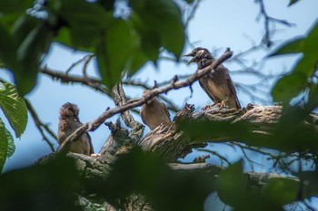 White-cheeked Starling Unknown Spots Sun, 7/16/2017