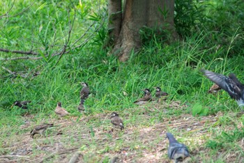 White-cheeked Starling Unknown Spots Sun, 7/16/2017