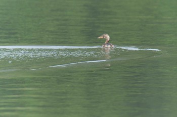 2017年7月16日(日) 滋賀県希望が丘文化公園の野鳥観察記録