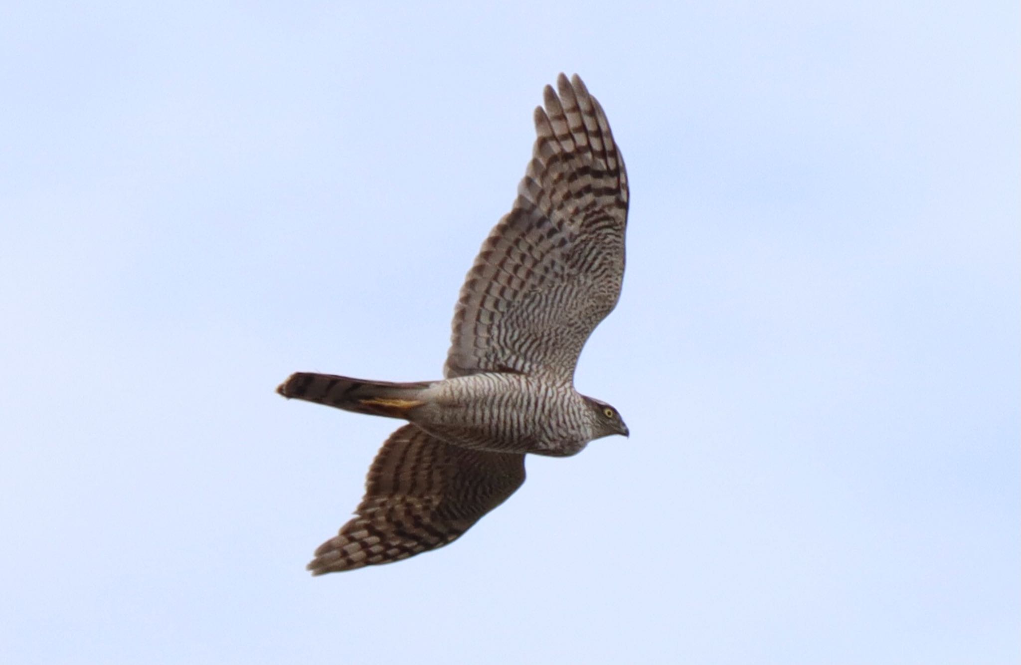 Photo of Eurasian Sparrowhawk at  by キジハタ