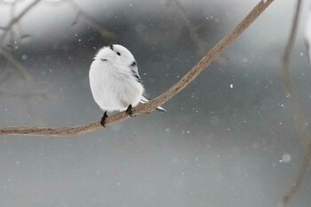 2022年1月9日(日) 真駒内公園の野鳥観察記録