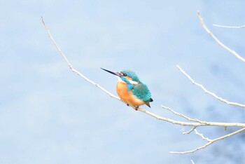 2022年1月9日(日) 多摩川(浅川合流付近)の野鳥観察記録