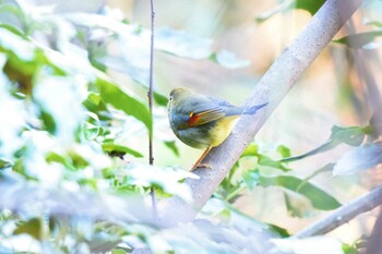 2022年1月9日(日) 多摩森林科学園の野鳥観察記録