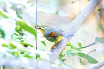 Red-billed Leiothrix 多摩森林科学園 Sun, 1/9/2022