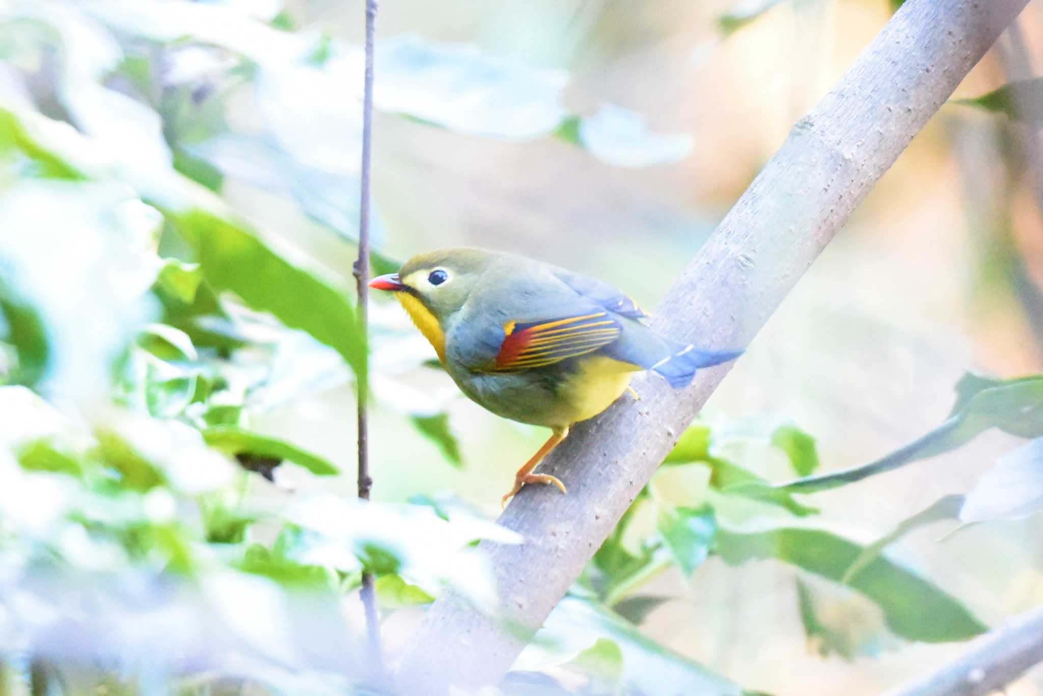 多摩森林科学園 ソウシチョウの写真 by もちもちもっち～@ニッポン城めぐり中