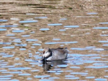 Gadwall Shin-yokohama Park Sun, 1/9/2022