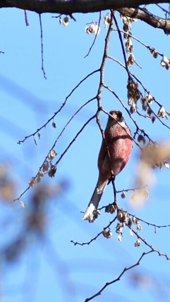 Siberian Long-tailed Rosefinch Unknown Spots Sun, 1/9/2022