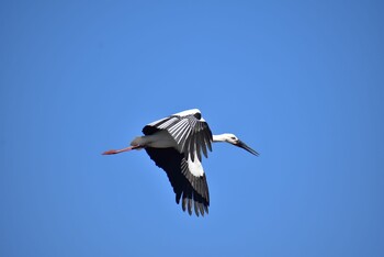 Oriental Stork Unknown Spots Sun, 1/9/2022