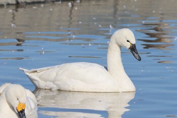 Sun, 1/9/2022 Birding report at 本埜村白鳥の郷