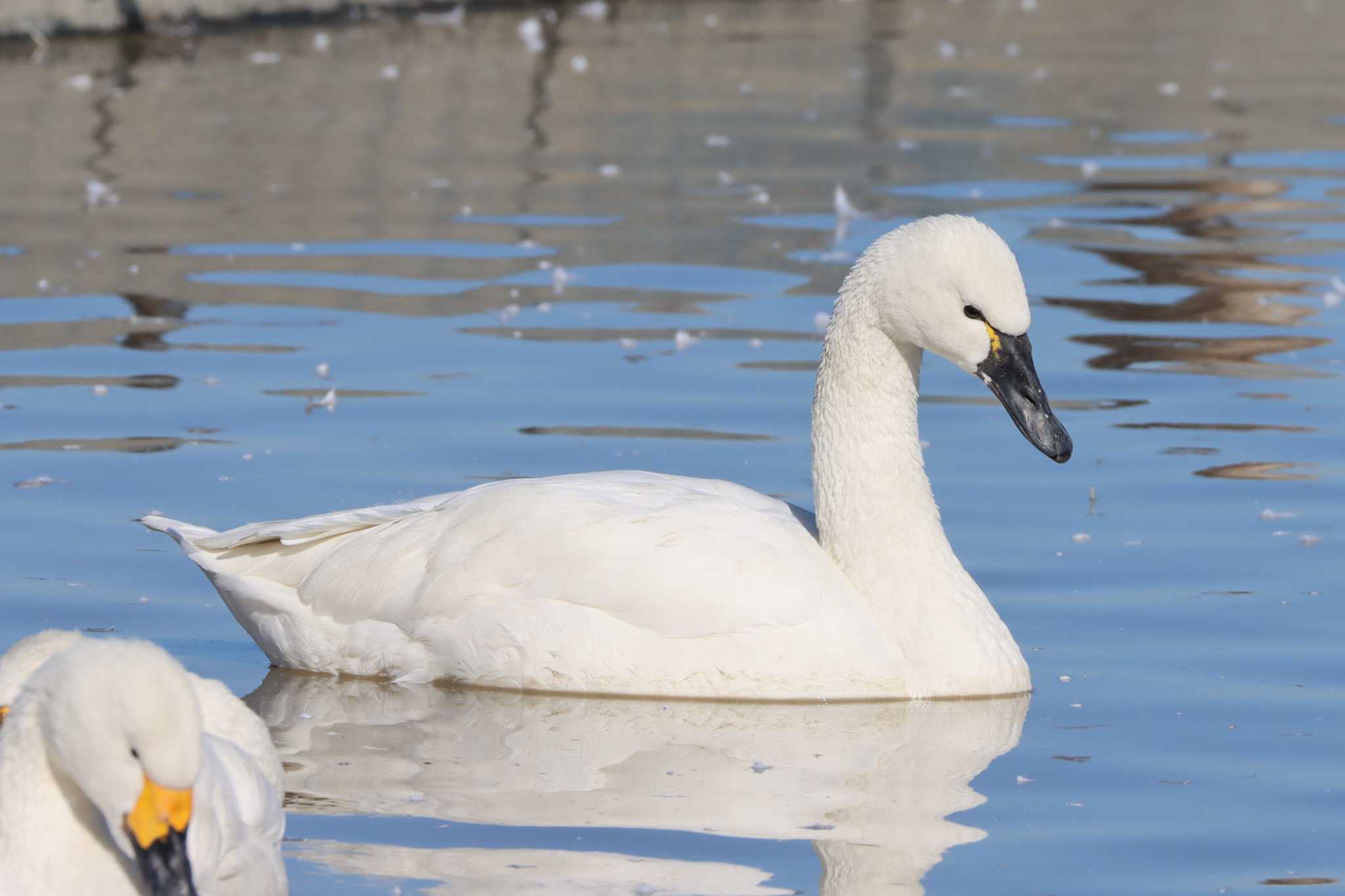 Photo of Tundra Swan(columbianus) at 本埜村白鳥の郷 by ぼぼぼ