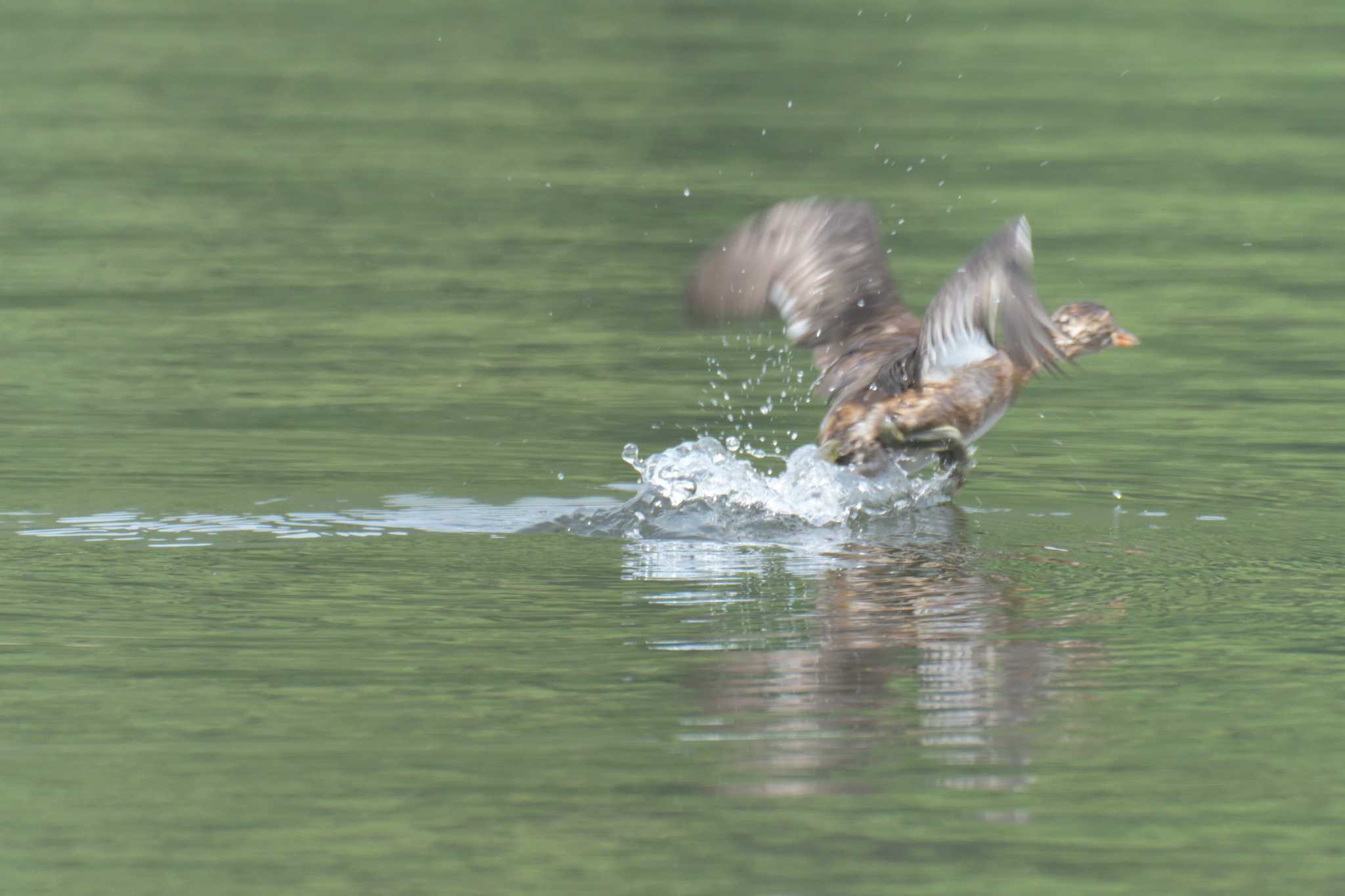 滋賀県希望が丘文化公園 カイツブリの写真 by masatsubo