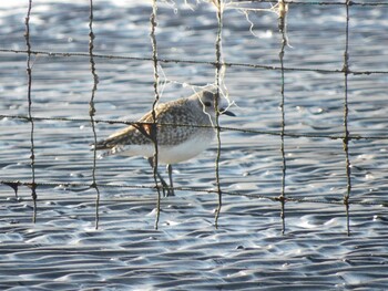 2022年1月9日(日) ふなばし三番瀬海浜公園の野鳥観察記録