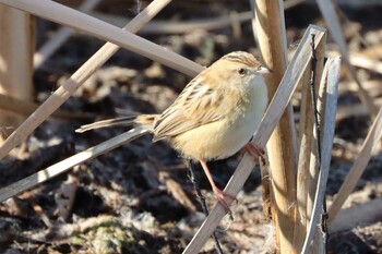 2022年1月9日(日) 手賀沼の野鳥観察記録