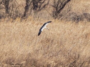 Oriental Stork Watarase Yusuichi (Wetland) Sun, 12/26/2021