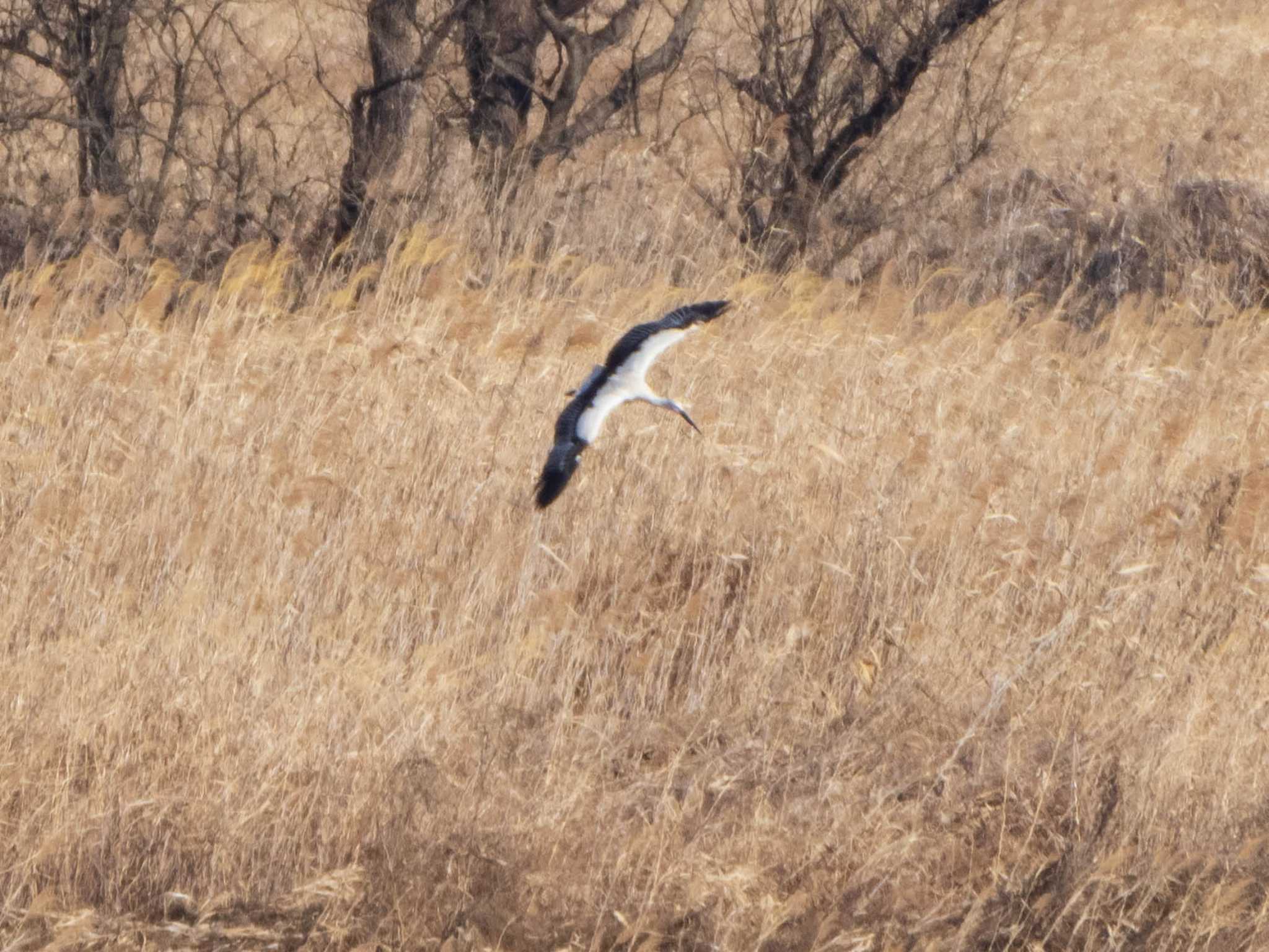 Photo of Oriental Stork at Watarase Yusuichi (Wetland) by ryokawameister