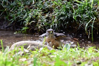 ツミ 場所が不明 2017年7月16日(日)