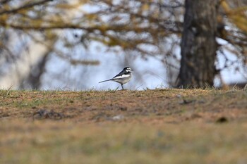 White Wagtail 月寒公園 Sun, 12/5/2021