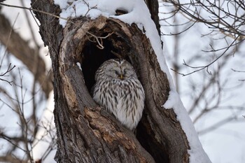 Ural Owl(japonica) Makomanai Park Sun, 1/2/2022