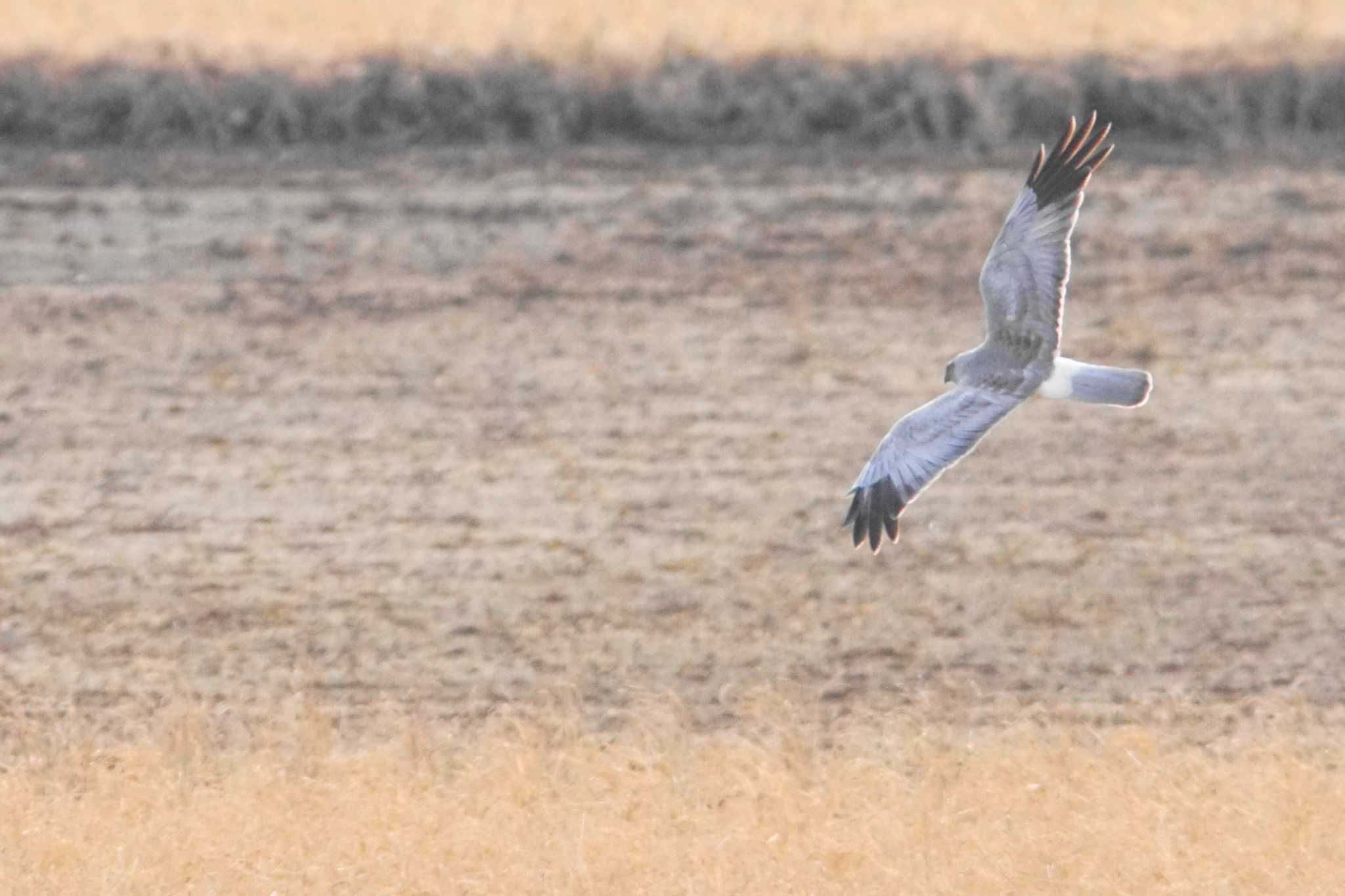 Hen Harrier