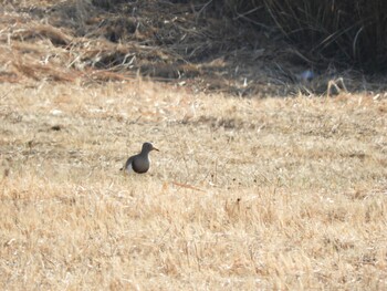 2022年1月9日(日) 平城宮跡の野鳥観察記録