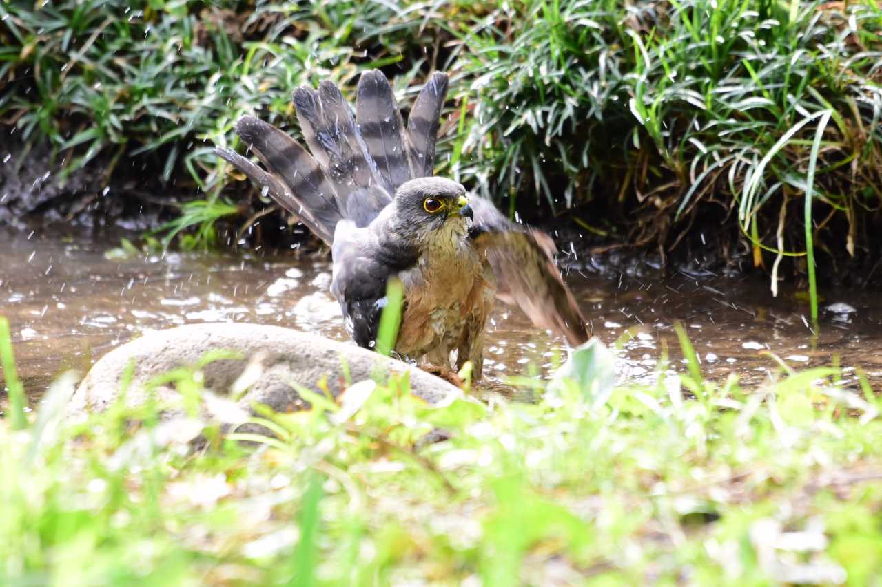  ツミの写真 by Kazuyuki Watanabe