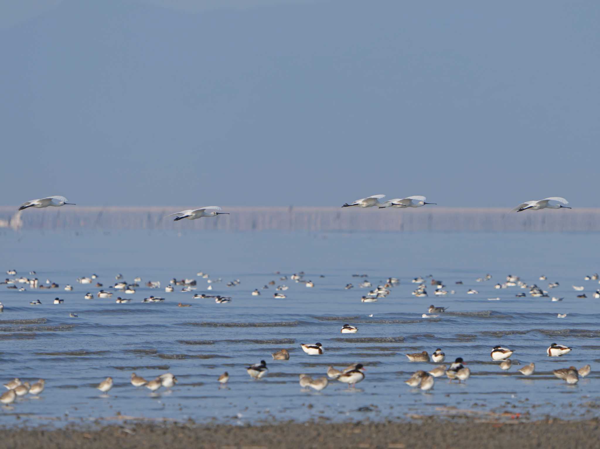 Black-faced Spoonbill