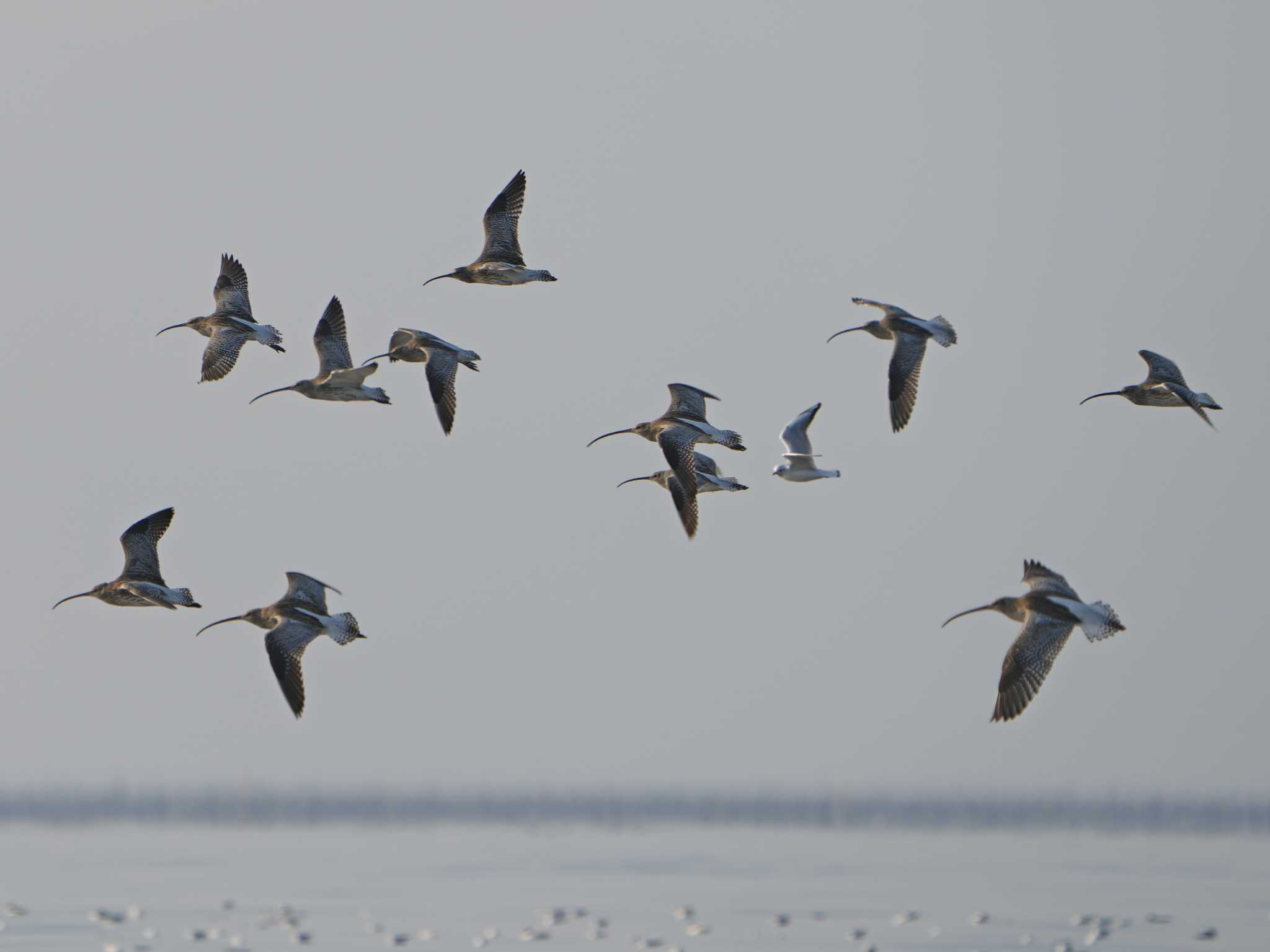 Eurasian Curlew