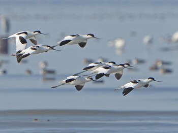 Mon, 1/3/2022 Birding report at 佐賀県佐賀市