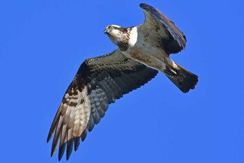 Osprey 大沼(宮城県仙台市) Sun, 1/9/2022