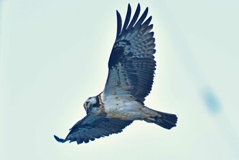 Osprey 大沼(宮城県仙台市) Sun, 1/9/2022