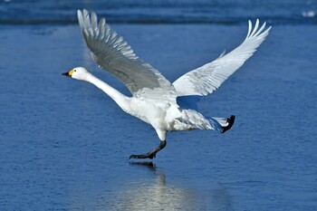 Tundra Swan 大沼(宮城県仙台市) Sun, 1/9/2022