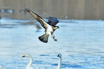 Osprey 大沼(宮城県仙台市) Sun, 1/9/2022